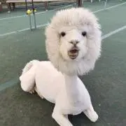 カリフォルニアだし巻きの画像