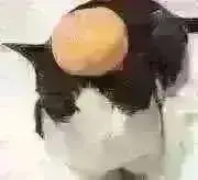 パステルマムの画像