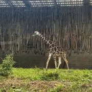 カリの画像
