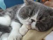 さくの画像