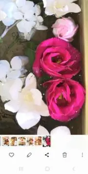 桜の画像