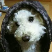 cocoの画像
