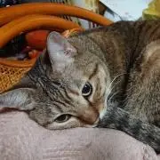 おずぼん