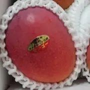 ごまめ