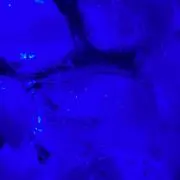 またに