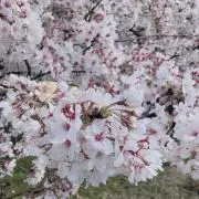 udonの画像