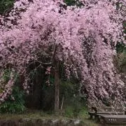 つむ