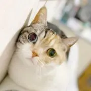 まるちゃんの画像