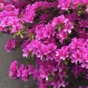 Akazukinの画像