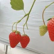 みるきーの画像