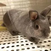 あーこの画像