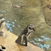 ちょこの画像
