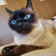 チャチャの画像