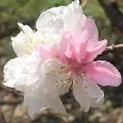 花須与の画像