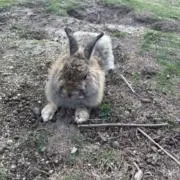 むぎちゃの画像