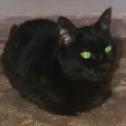 黒