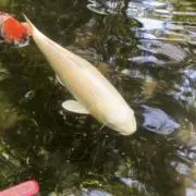 Ken☆の画像