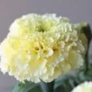 バニラ