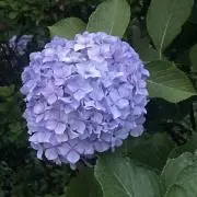 なつ-[無言取引*悪評退散]の画像