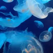 ぱっちの画像
