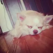 サンタの画像