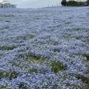 ぴかる※プロフ必読の画像