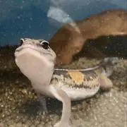 たまちの画像