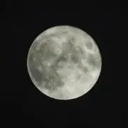 マツモトの画像