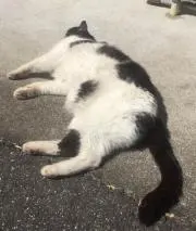 コンの画像