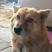 りずぼん