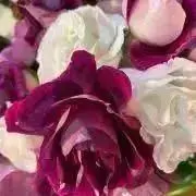 Blancaの画像