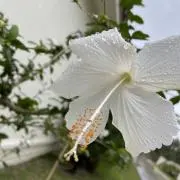yoounの画像