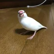 ふぁみの画像