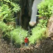 ハレノヒの画像