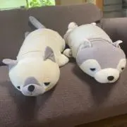 しじみの画像