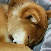 はなこ