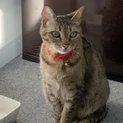 おかちゃん