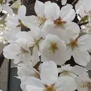 らむの画像