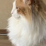 アルプスの画像