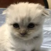 ☆SYR☆の画像