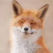 kitsuneの画像