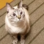 はやまの画像