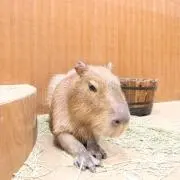 ゆきの画像