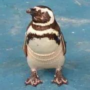 にこぐさ