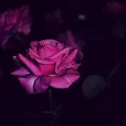 ❤︎