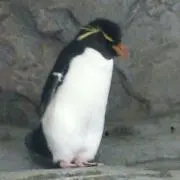 飛べない鳥の画像