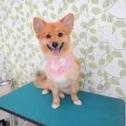 もこ