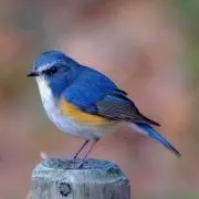 楓の画像