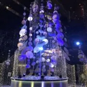 rapaの画像