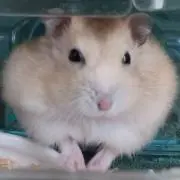 しろたんの画像